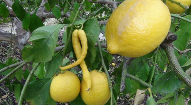 Biber görünümlü limon görenleri şaşırttı