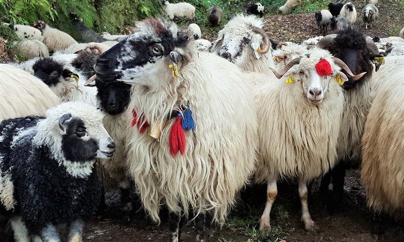 Koyun sayısı artarken, Keçi sayıları düşüyor