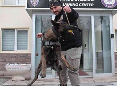 Operasyonların gizli kahramanları: ‘Dedektör köpekler’ böyle eğitiliyor