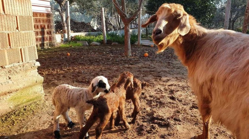 Keçi üçüz doğurdu, yavrulardan biri, görenleri şaşırttı