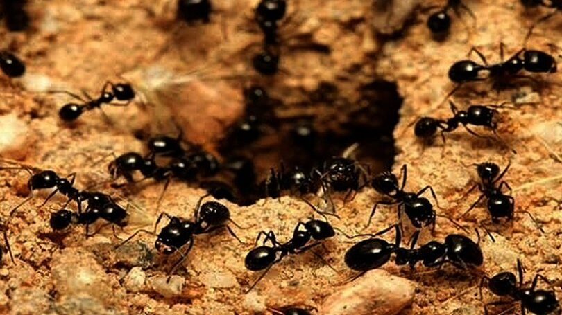 Dünyada kaç karınca var?
