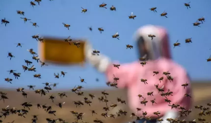 ‘Açlık’ sorununa arılar çözüm olacak