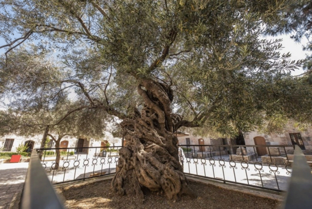 Türkiye’nin en yaşlı ağacı..4 bin 115 yaşında..