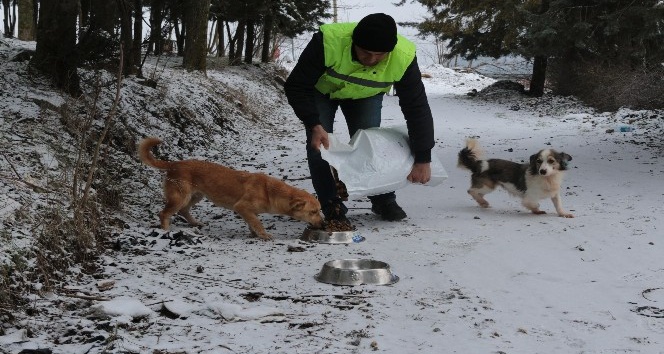 Karda sokak hayvanlarını elleriyle beslediler