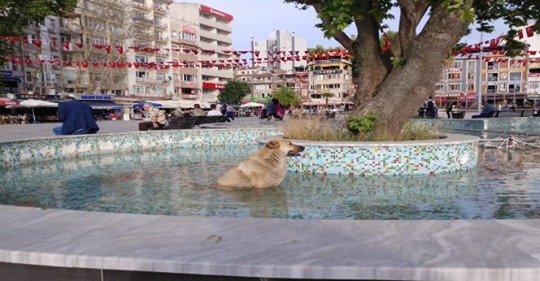 Sıcaktan bunalan köpek süs havuzuna girdi