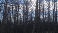 İvrindi İlçemizdeki Orman Yangını