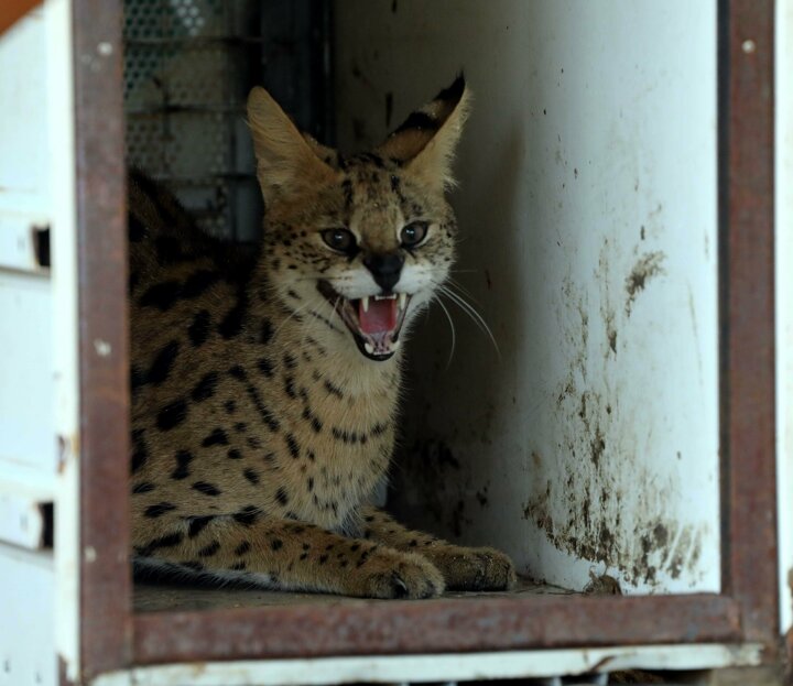 Nesli tükenmekte olan vahşi Serval kedisi  koruma altına alındı