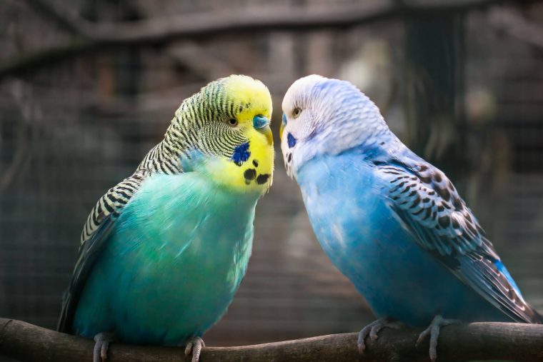 Muhabbet kuşları hakkında hiçbir yerde duymadığınız birbirinden farklı 25 bilgi.