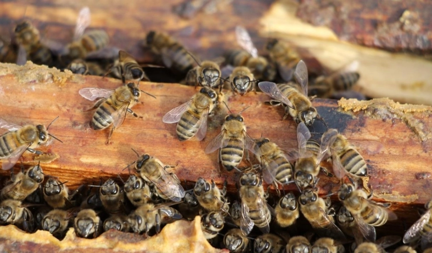 Küresel iklim değişikliğinde bal arılarını bekleyen tehlike