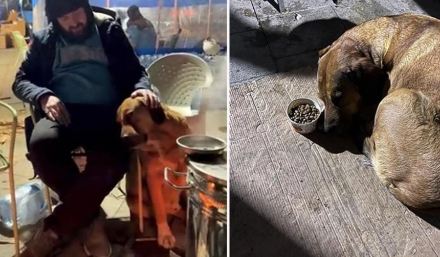 Sahibini depremde kaybeden köpek yürekleri dağladı! Yemeden içmeden kesildi