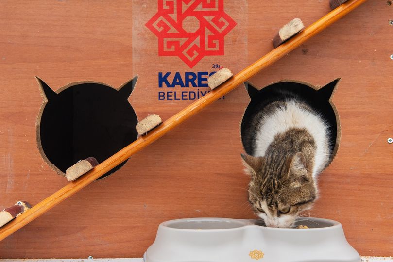 Karesi Belediyesi Atıklardan Sokak Hayvanlarına Kulübe Yapıyor