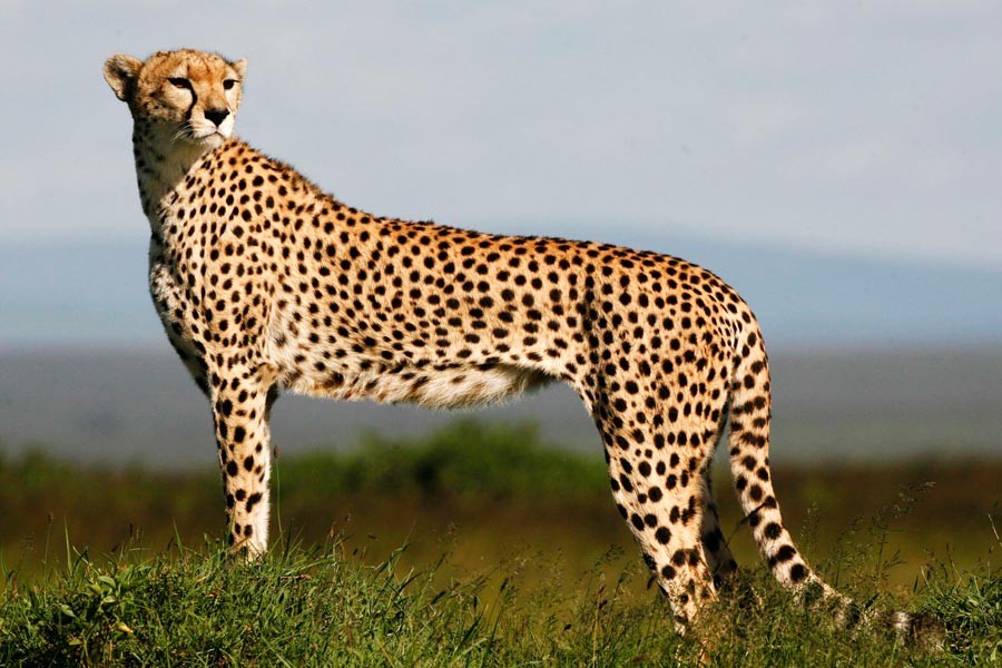 Dünyanın en hızlı kara hayvanı çita