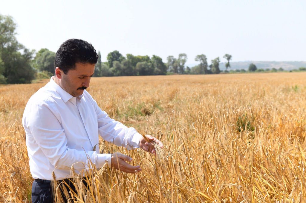 Altıeylül Belediyesine ait 107 dönümlük arazilerde ekimi yapılan  arpa ve buğdayın hasadına başlandı