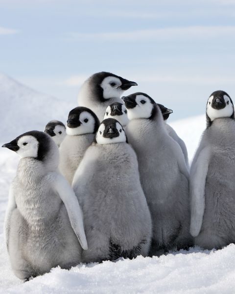 Antartika yaşam alanları ve vahşi yaşam tehdit altında