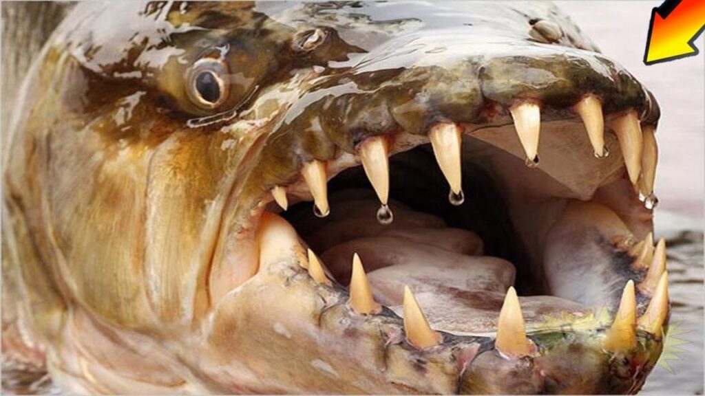 Canavar Balıklar/Timsah Yiyen Balık.. Goliath Tiger Fish Yani Afrika Kaplan Balığı
