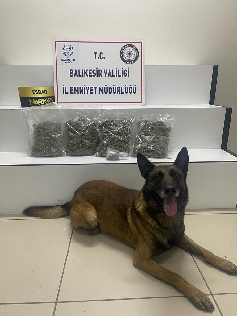 Narkotik köpeği Cash’in de katıldığı operasyonda  2 Kilo 118 gram Skunk maddesi ele geçirildi