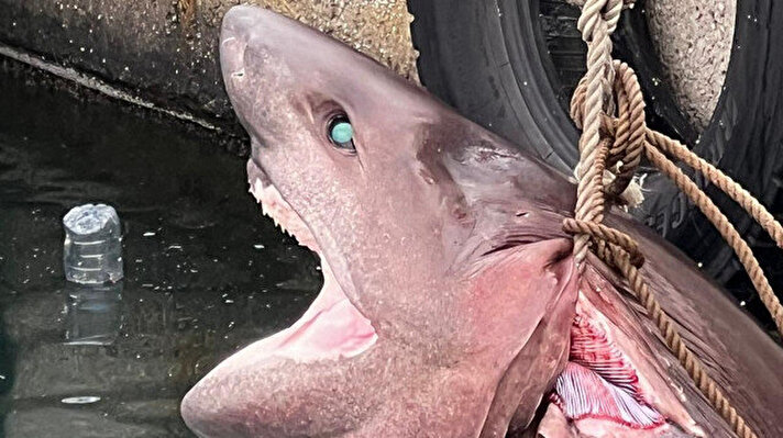 Solungaçlı Köpek Balığı kıyıya vurdu: 4,1 metre boyunda ve 400 kg ağırlığında