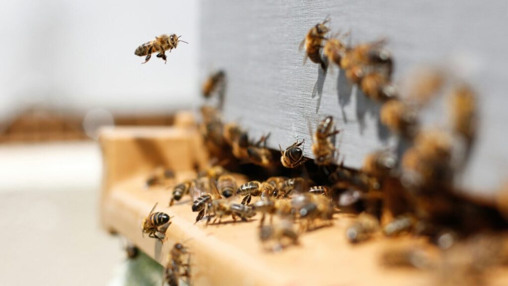 İklim krizi: Arılar bu yıl da uyuyamadı, baharda toplu ölümler görülebilir