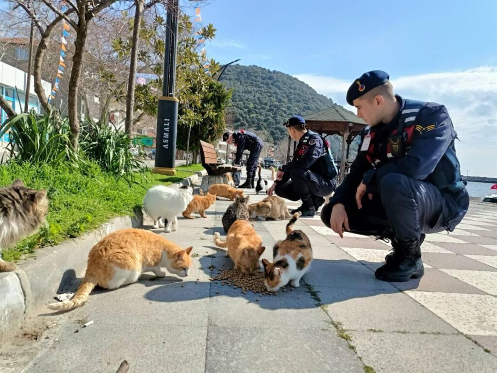 Jandarma Sokak hayvanlarına mama ve su dağıttı