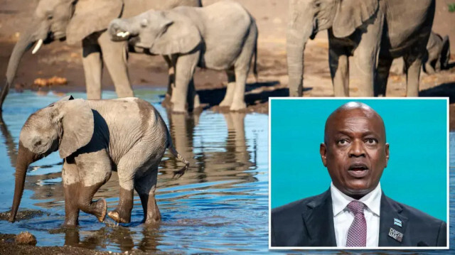 Botsvana’dan Almanya’ya tehdit: Şaka yapmıyorum 20 bin fil gönderirim