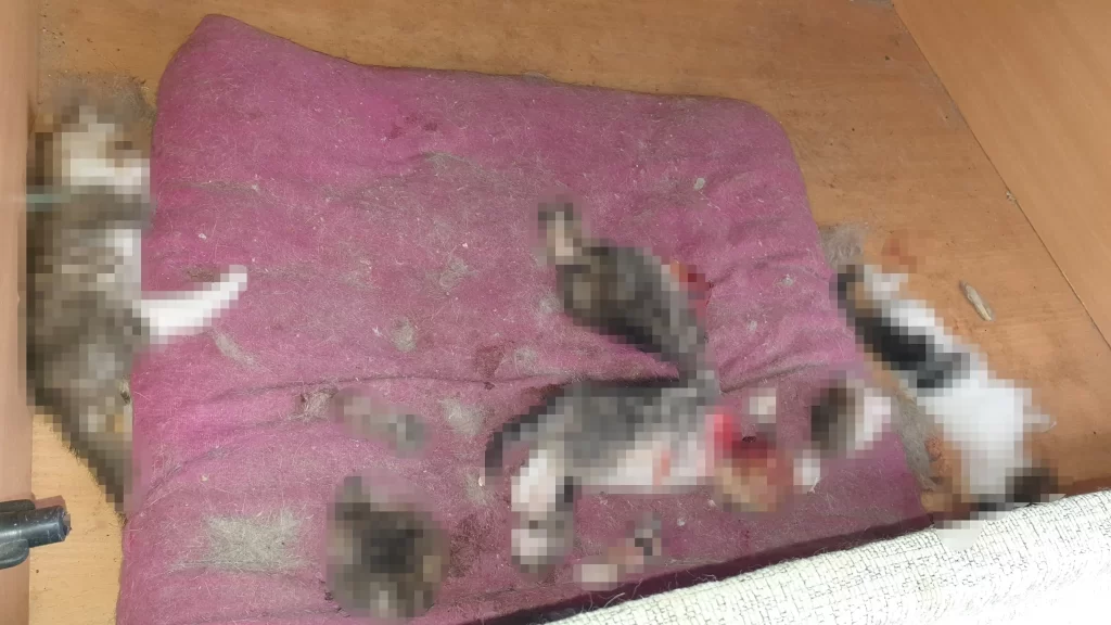 Canice Öldürülen 6 Yavru Kedi Ölüsü Bulundu