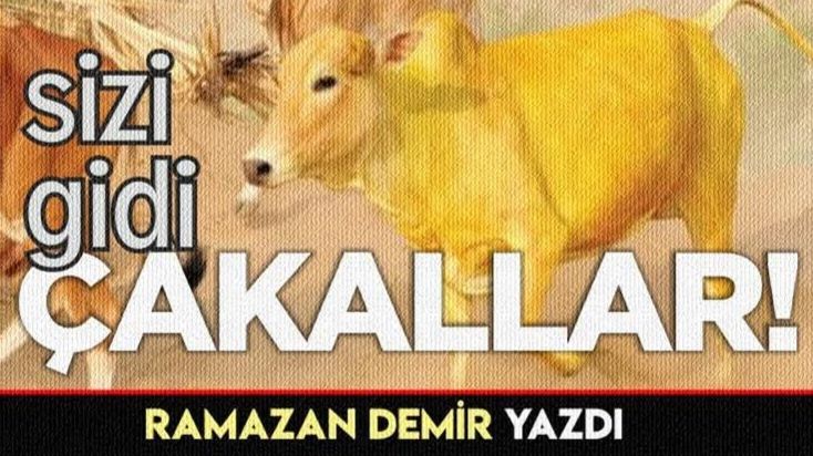 SİZİ GİDİ ÇAKALLAR