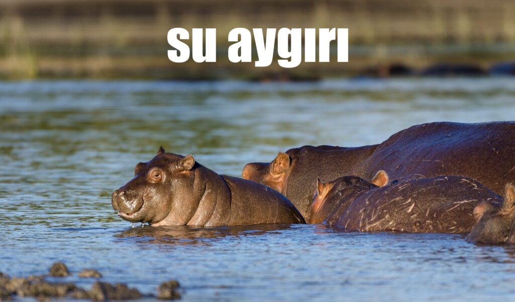 Su aygırları