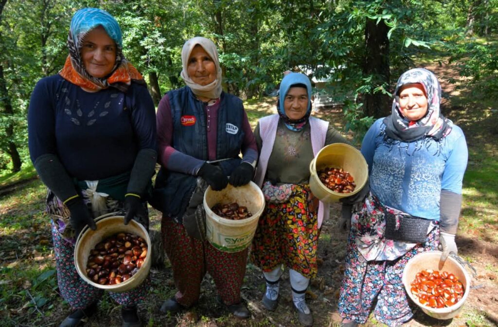 Balıkesir’de hasat zamanı, #YeşilVatan’da bereket zamanı.